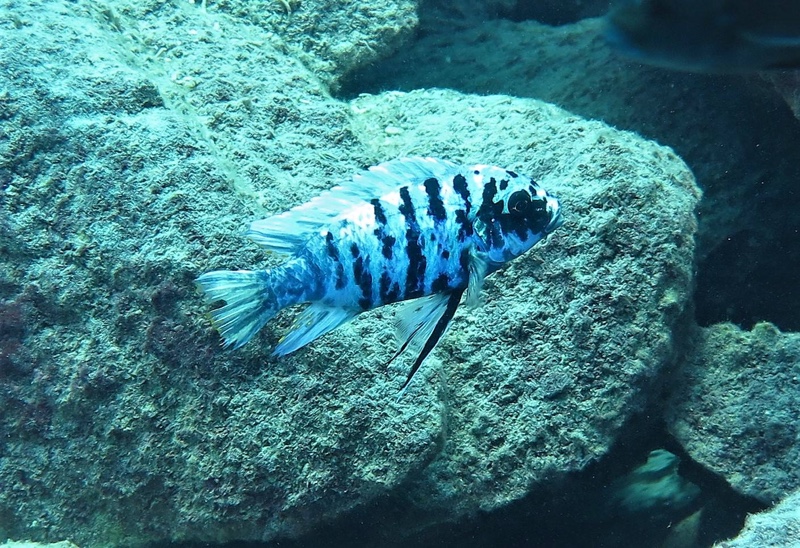 Maylandia zebra 'Ndumbi Rocks'